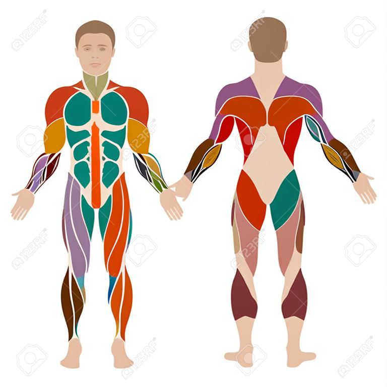 wektor mięśni ludzkiego ciała, mężczyzna anatomii mięśni,