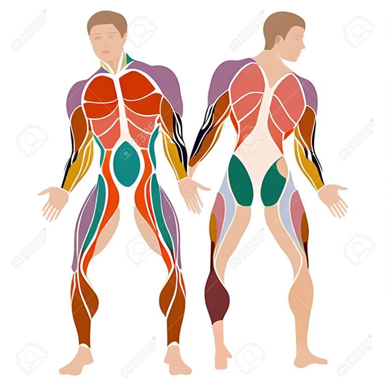 vector muscle corpo humano, anatomia muscle man,