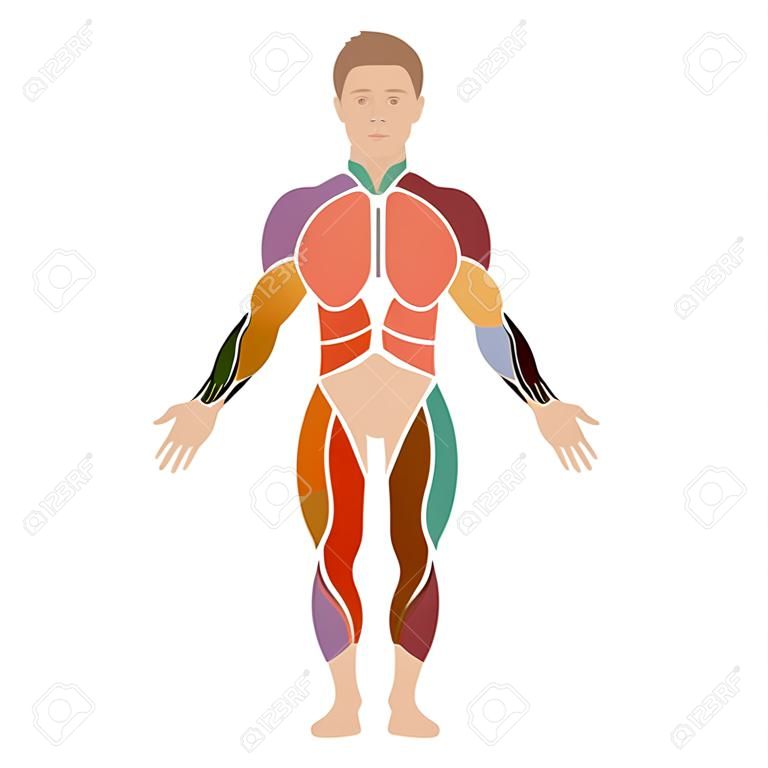 vector muscular human body, anatomy muscle man,