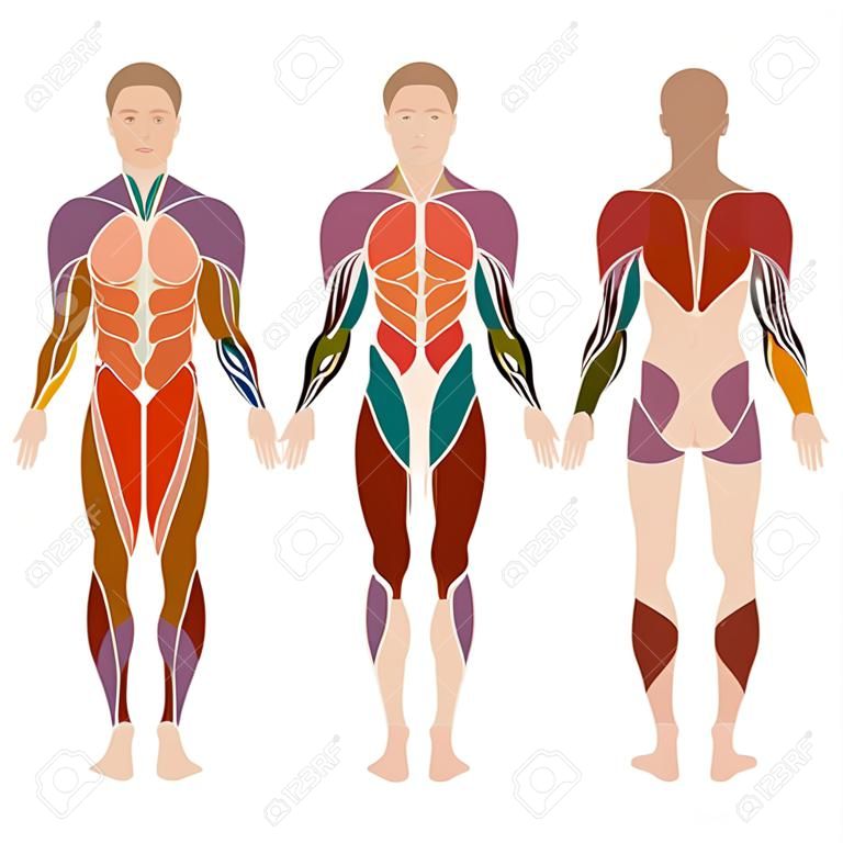 矢量肌肉人體解剖肌肉的男人，