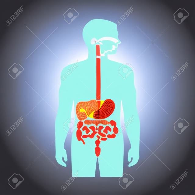 anatomy human digestive system, stomach vector illustration