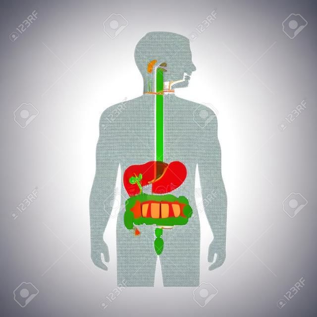 anatomia układu pokarmowego człowieka, ilustracji wektorowych w żołądku
