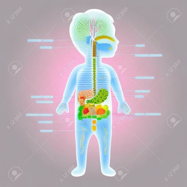Anatomia układu pokarmowego, żołądka dziecko ilustracji wektorowych