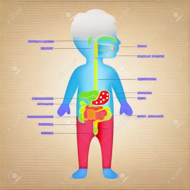 anatomia humana, sistema digestivo, estômago, criança, ilustração vetorial