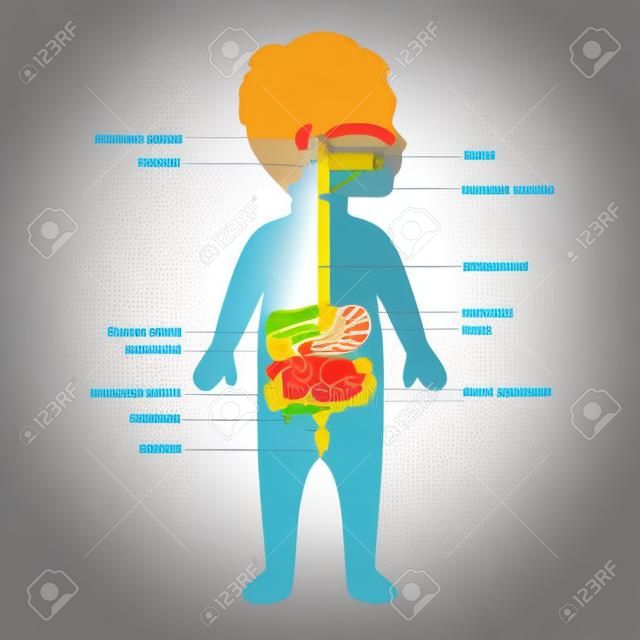 anatomia humana, sistema digestivo, estômago, criança, ilustração vetorial