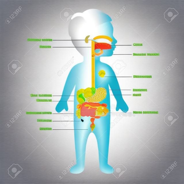 人体解剖学，消化系统，胃，儿童，矢量图