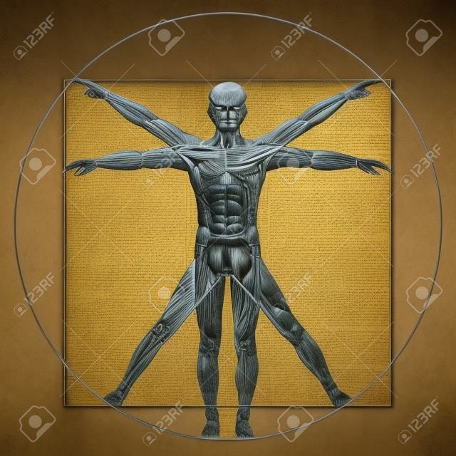 Vetruvian hombre Leonardo Da Vinci, la anatomía humana
