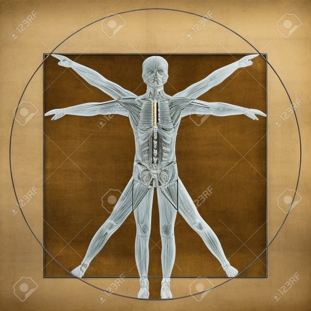Vitruvius-tanulmány Leonardo Da Vinci, az emberi anatómia