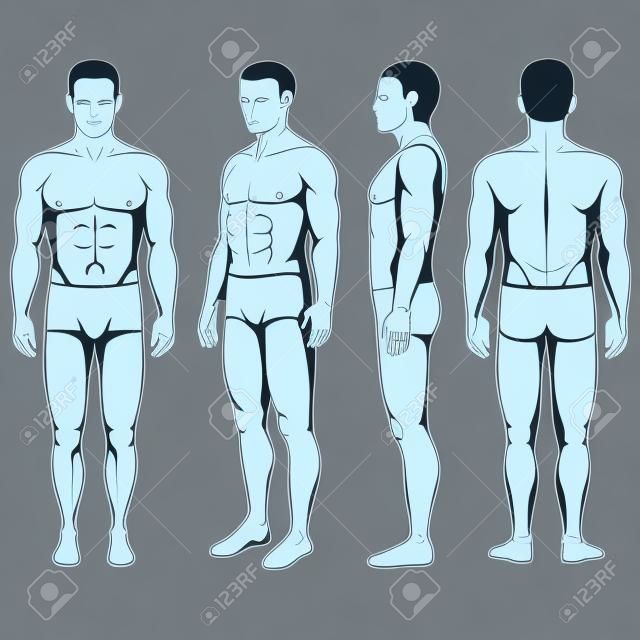 menschlicher Körper Anatomie, Vektor Mann vorne Rückseite