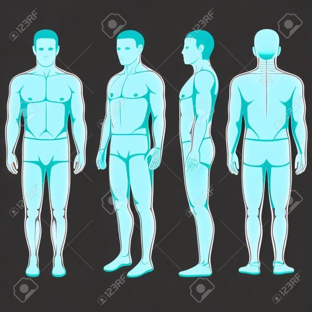 anatomia do corpo humano, vector homem frente para trás lado