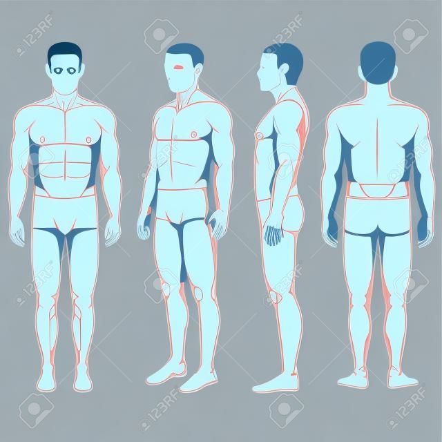 human body anatomy, vector man front back side