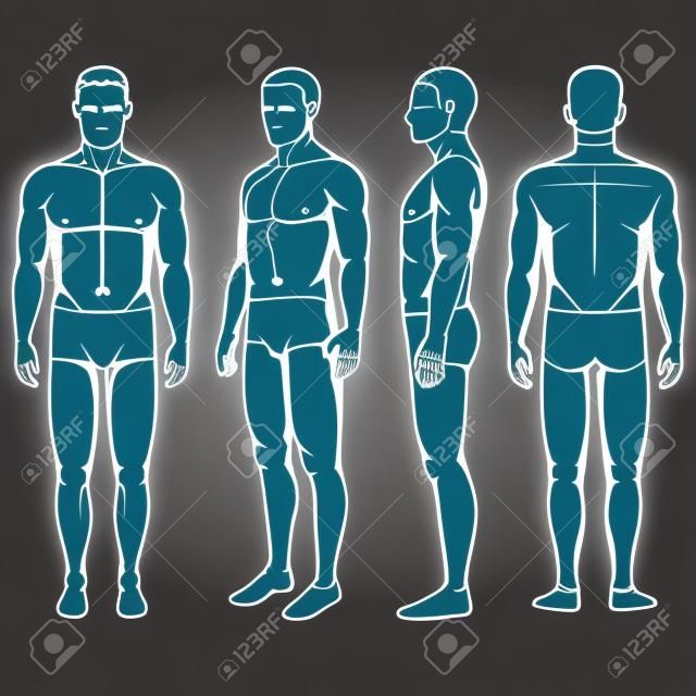 anatomía del cuerpo humano, vector hombre parte trasera delantera
