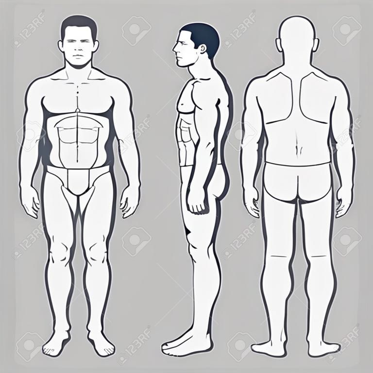 人體解剖學，矢量男人正面背面