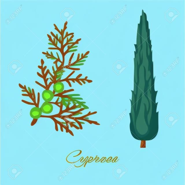 Cypress ветви и дерево. Кипарис вечнозелёный. Векторная иллюстрация.