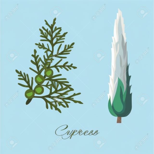 Cypress ág és a fa. Cupressus sempervirens. Vektoros illusztráció.