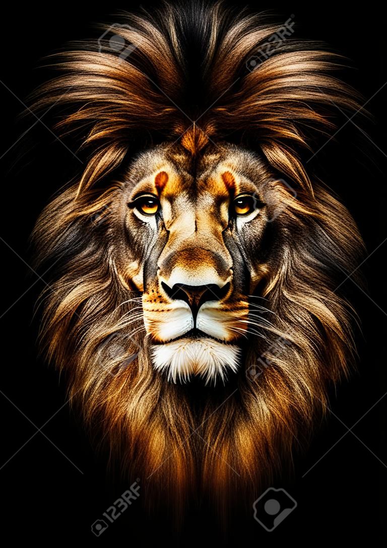 Ritratto di un bellissimo leone, leone al buio.