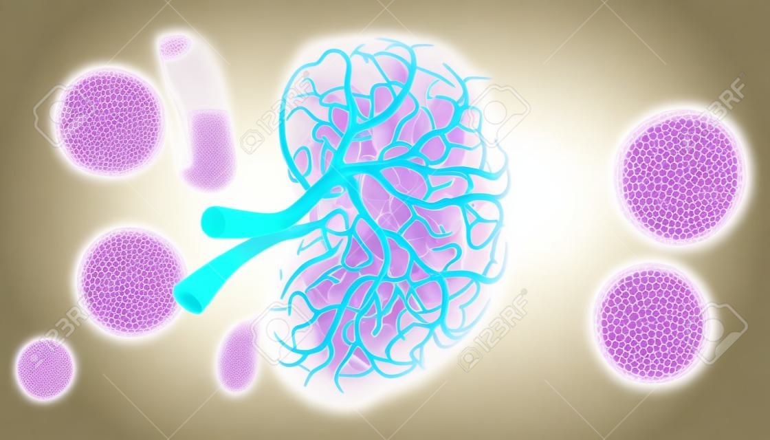 Anatomia wewnętrzna nerki na tle medycznym ilustracja 3D