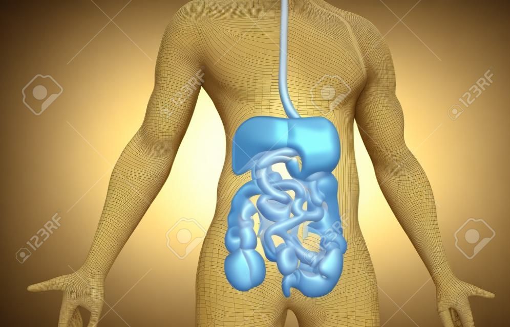 Human body digestive system anatomy. 3d illustration