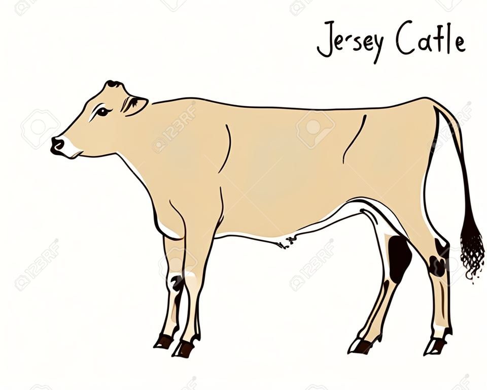 手のベクトル図には、ジャージー牛が描かれています。美しいインク乳牛の描画します。