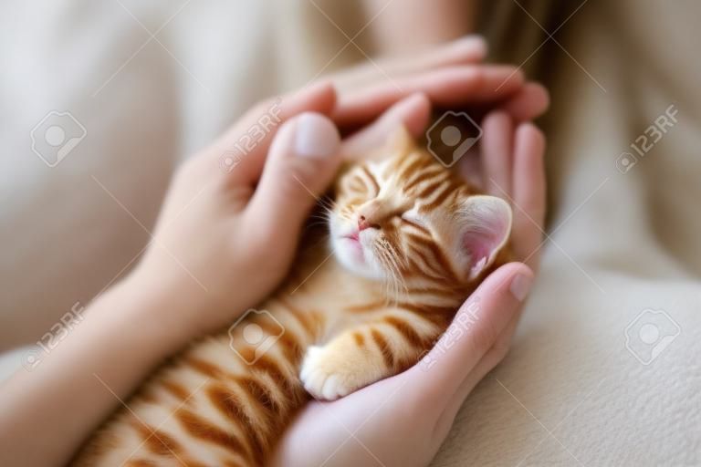 人間の手で眠っている子猫。ペットの飼い主と彼の猫。ペットとの居心地の良い睡眠と昼寝の時間。ジンジャーベビー猫リラックス。動物愛。