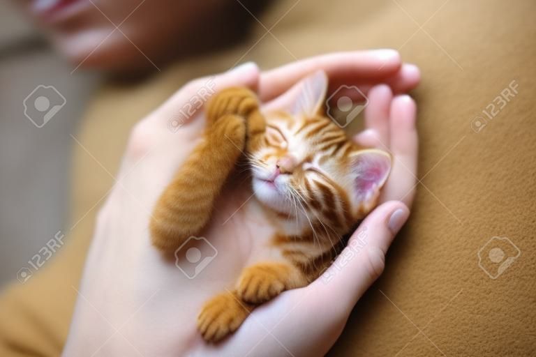 Kotek śpi w rękach człowieka. Właściciel zwierzaka i jego kot. Przytulny czas na sen i drzemkę ze zwierzętami. Ginger baby koty relaksujące. Miłość do zwierząt.