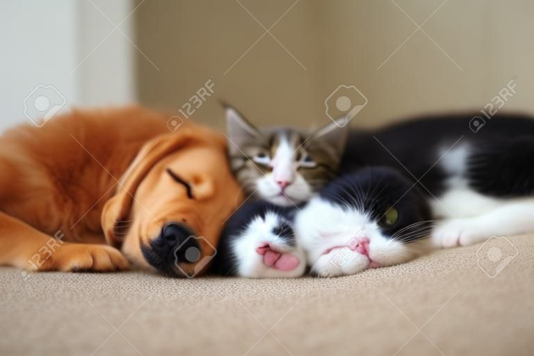 Kot i pies śpią razem. Kotek i szczeniak przy drzemce. Zwierzęta domowe. Opieka nad zwierzętami. Miłość i przyjaźń. Zwierzęta domowe.