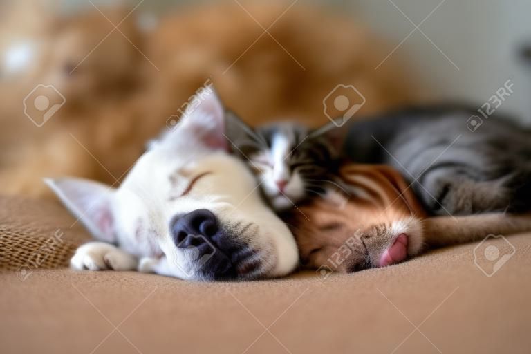 고양이와 강아지가 함께 자고 있습니다. 낮잠을 자는 고양이와 강아지. 집 애완 동물. 동물 관리. 사랑과 우정. 가축.