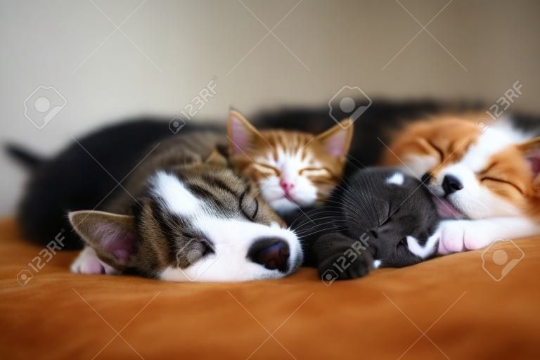 猫と犬が一緒に寝ている。昼寝をしている子猫と子犬。ホームペット。動物のケア。愛と友情。家畜。