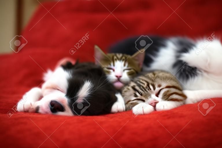 Gatto e cane che dormono insieme. Gattino e cucciolo che prendono pisolino. Animali domestici. Cura degli animali. Amore e amicizia. Animali domestici.