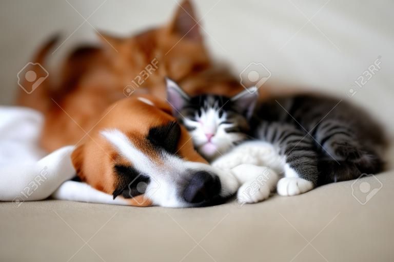 猫と犬が一緒に寝ている。昼寝をしている子猫と子犬。ホームペット。動物のケア。愛と友情。家畜。