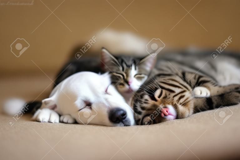 Kat en hond slapen samen. Kitten en puppy doen een dutje. Huisdieren. Dierenzorg. Liefde en vriendschap. Huisdieren.