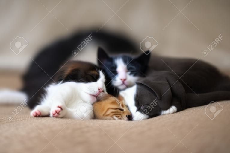 Perro y gato durmiendo juntos. Gatito y cachorro tomando la siesta. Mascotas caseras. Cuidado animal. Amor y amistad. Animales domesticos.