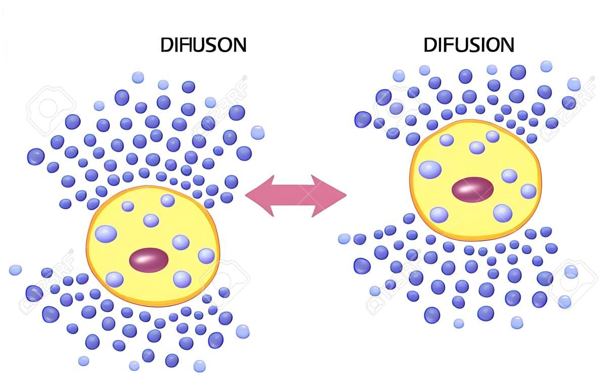 Diffúzió a sejtmembránokon keresztül