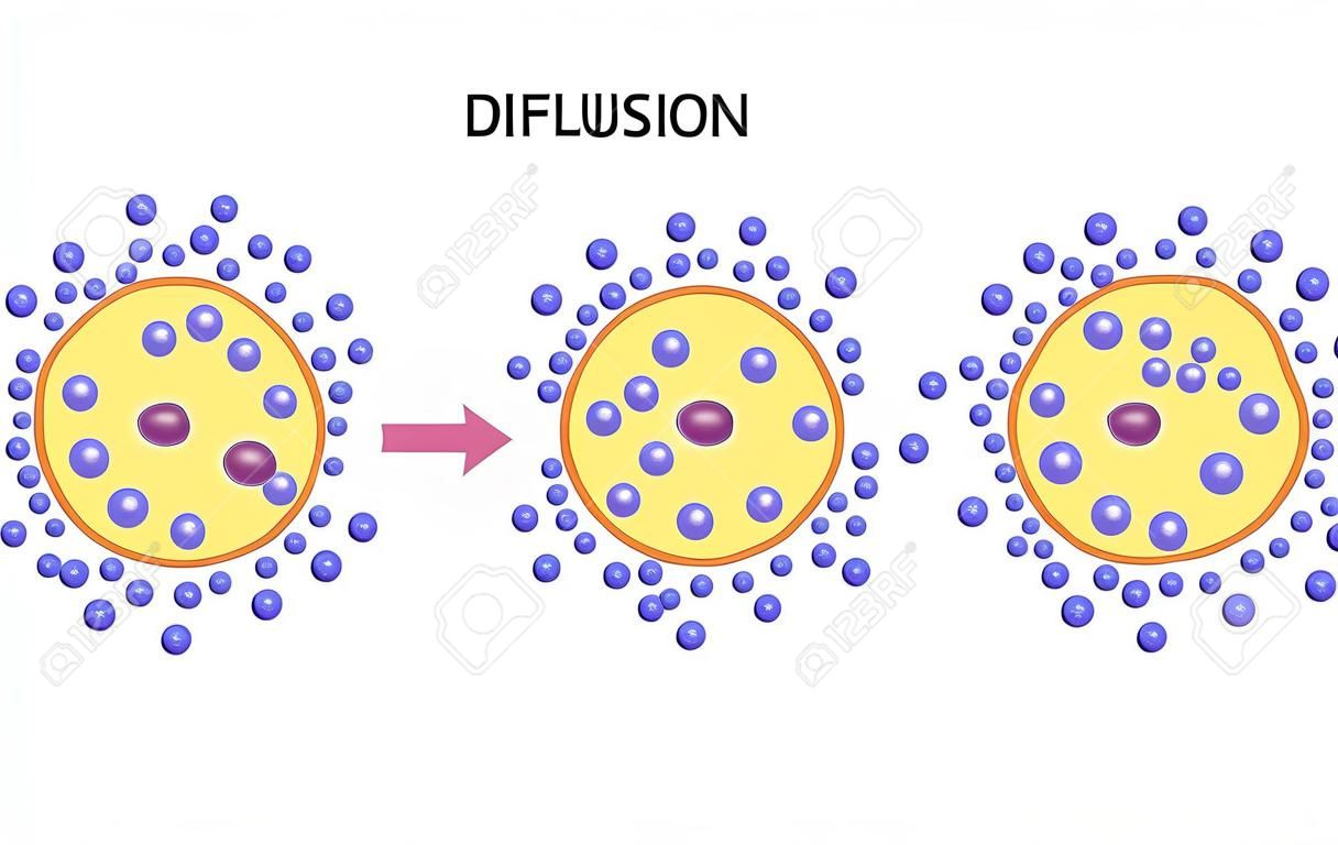 Diffusion Across Cell Membranes