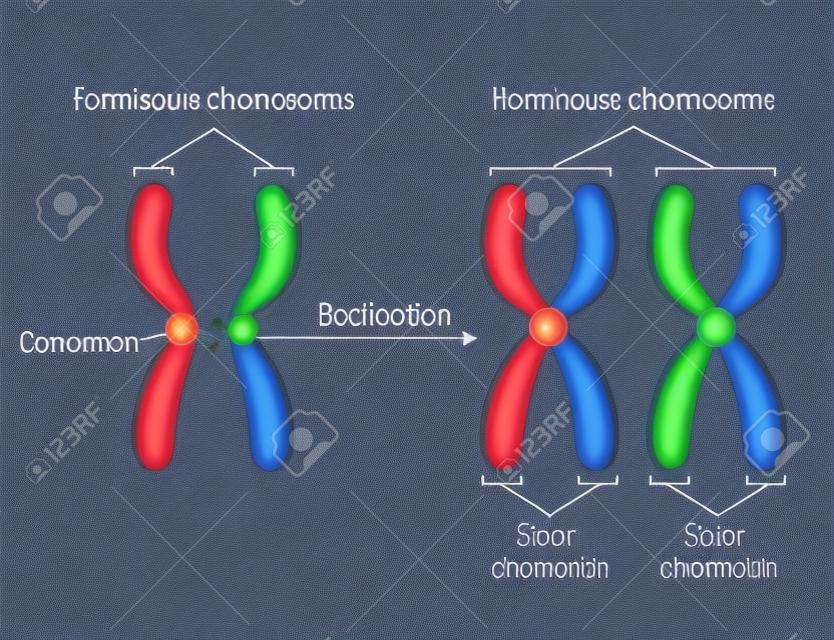 Homologe Chromosomen und Chromatiden