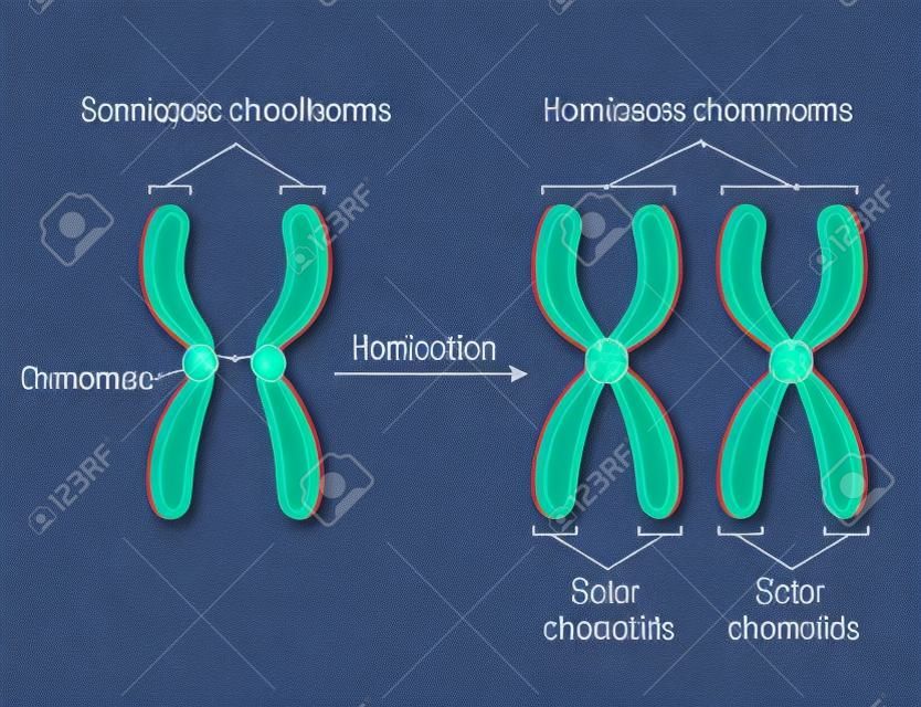 Chromosomy i chromatydy homologiczne