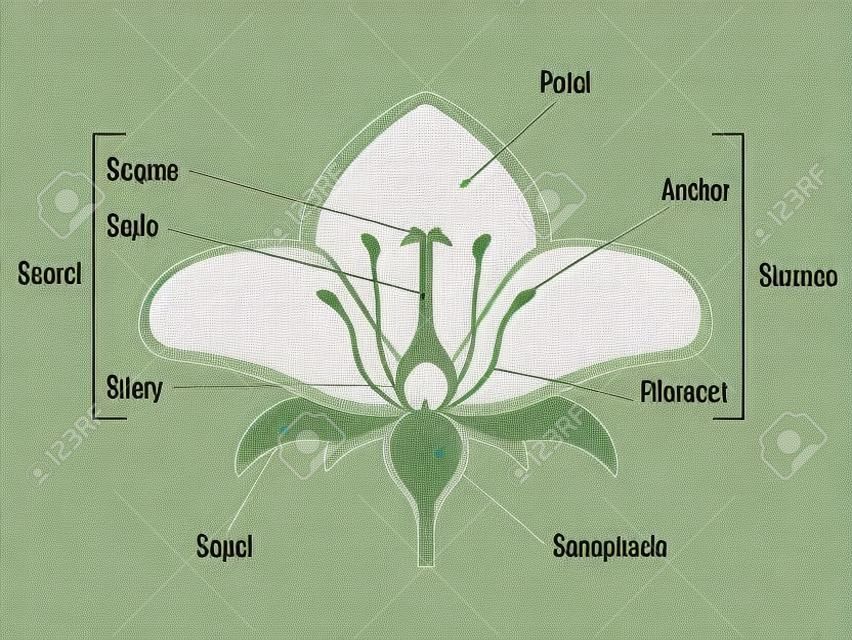 Diagrama de peças de flor. Estrutura da planta