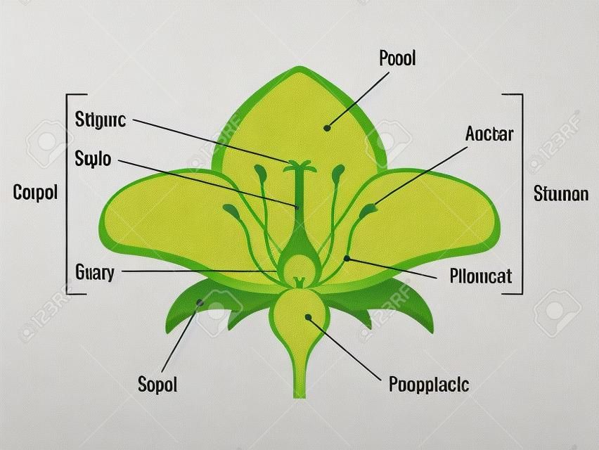 Diagrama de peças de flor. Estrutura da planta