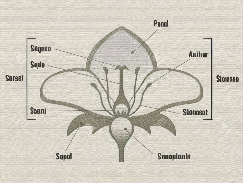 Flower Parts Diagram. Plant Structure