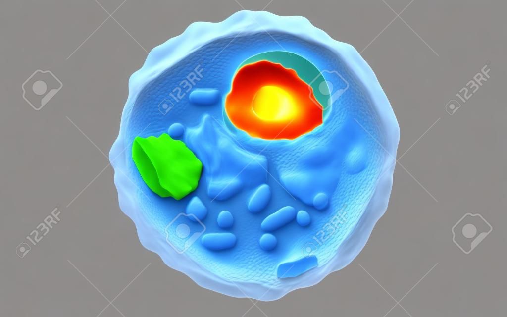 Internal structure of an animal cell, 3d rendering. Section view. Computer digital drawing.