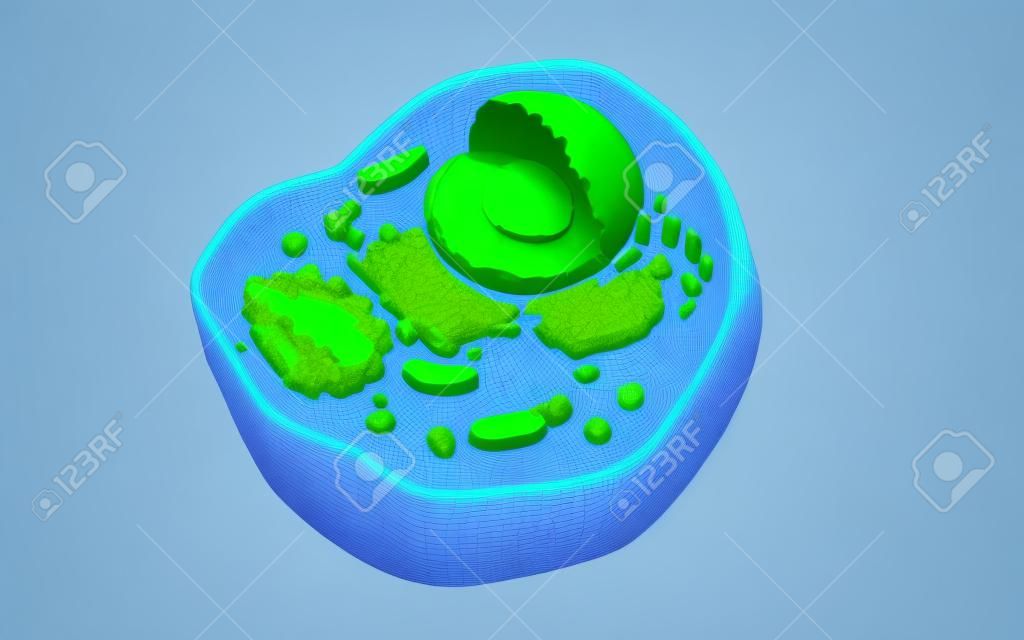 Internal structure of an animal cell, 3d rendering. Section view. Computer digital drawing.