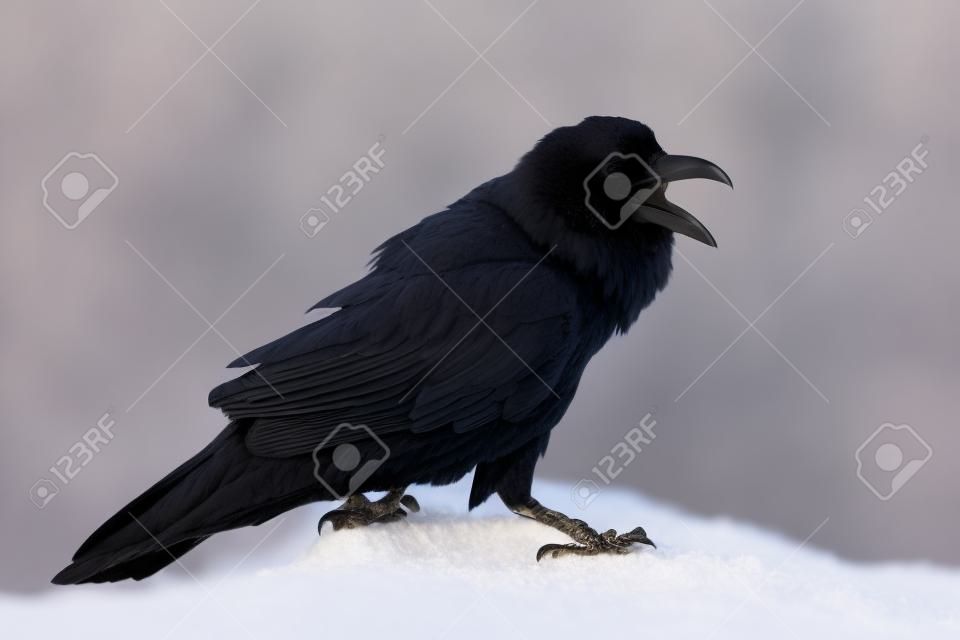 Raven comune isolato su bianco