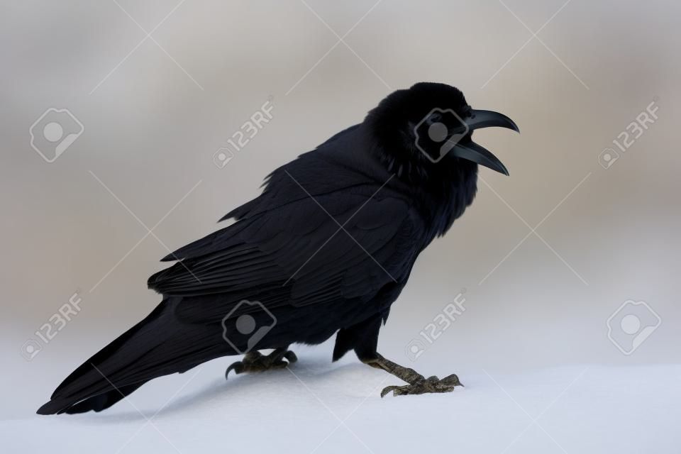 Raven comune isolato su bianco
