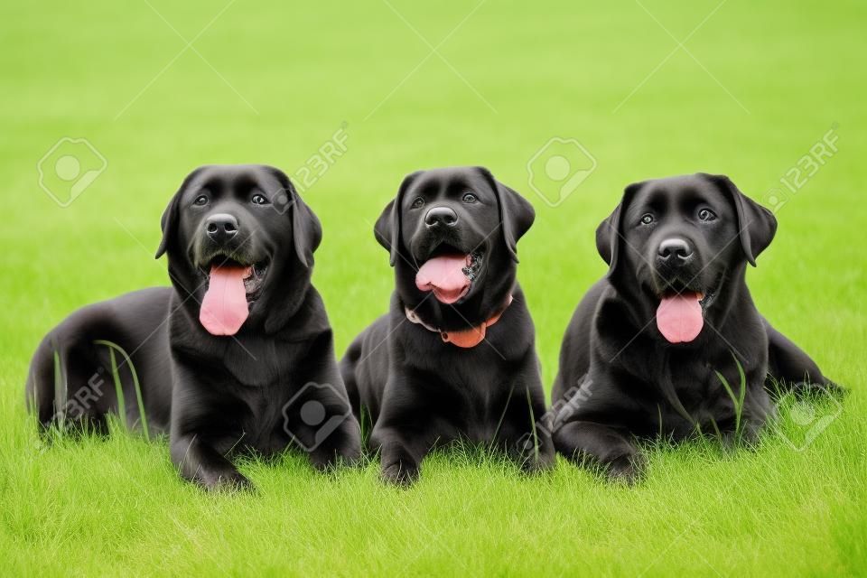 三拉布拉多獵犬的狗在草地上
