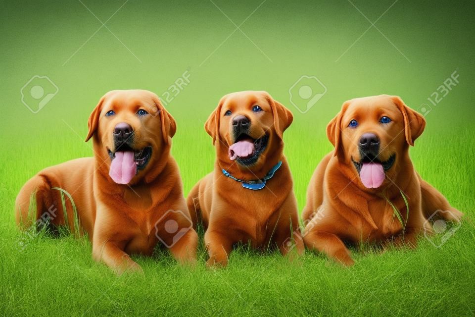 三拉布拉多獵犬的狗在草地上
