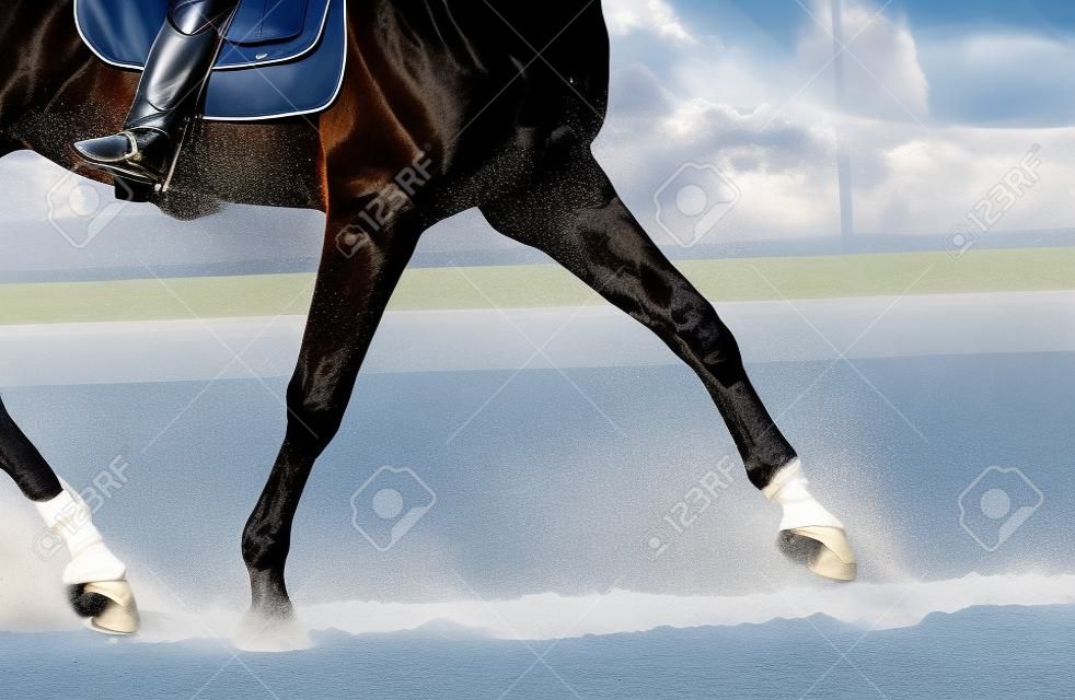 Dressur-Pferd und ein Reiter