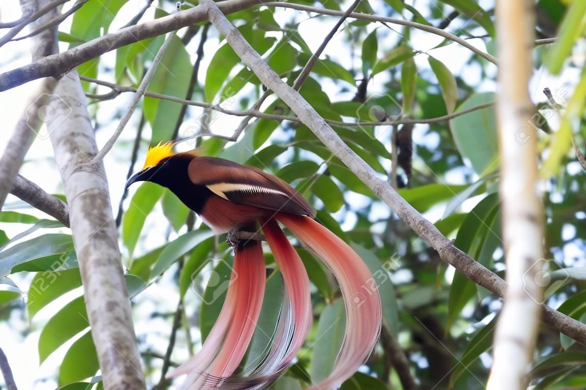 Raggiana Райская птица (Paradisaea raggiana) в национальном парке Варирата, Папуа-Новая Гвинея