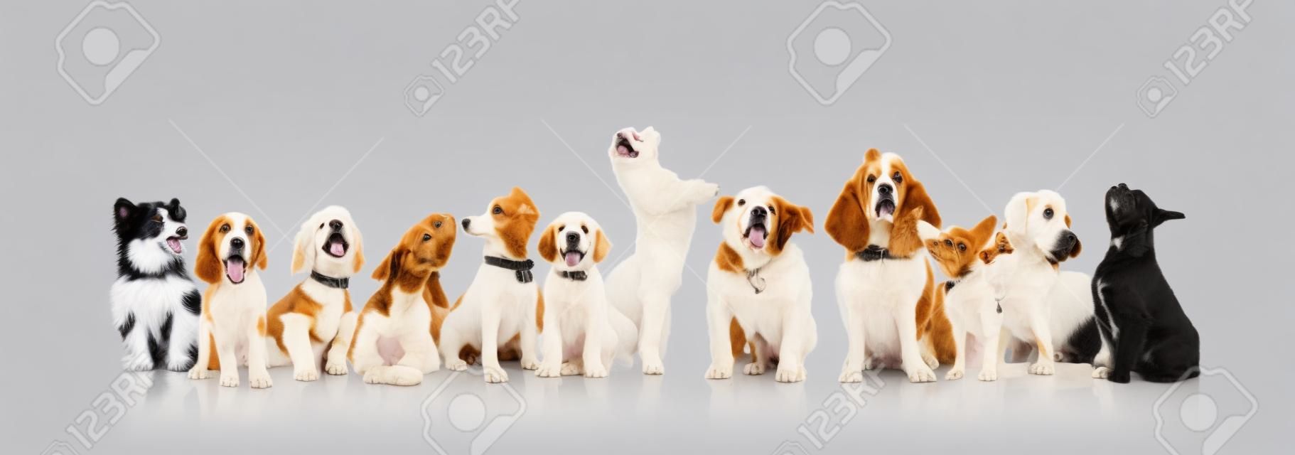 grande gruppo di cani e cuccioli curiosi guardando qualcosa su sfondo bianco