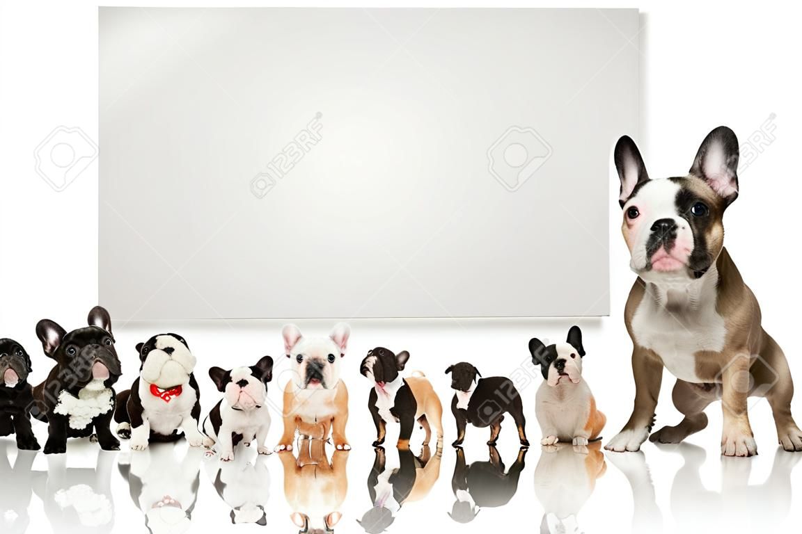 black and white french bulldog puppy  standing in front of a large group of dogs , all looking up at a big blank billboard