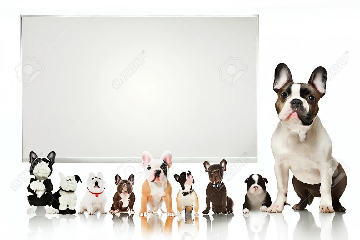 black and white french bulldog puppy  standing in front of a large group of dogs , all looking up at a big blank billboard